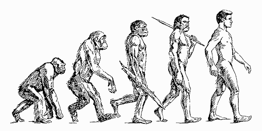 human evolution